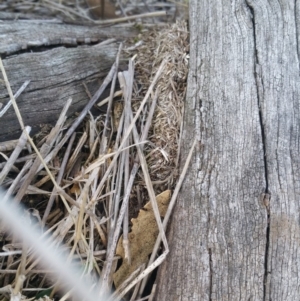 Papyrius nitidus at Hume, ACT - 7 Jul 2018