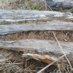 Papyrius nitidus at Hume, ACT - 7 Jul 2018