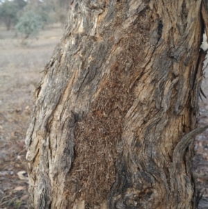 Papyrius nitidus at Hume, ACT - 7 Jul 2018