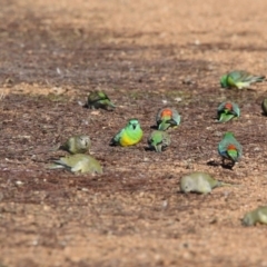 Psephotus haematonotus (Red-rumped Parrot) at Belconnen, ACT - 5 Jul 2018 by AlisonMilton