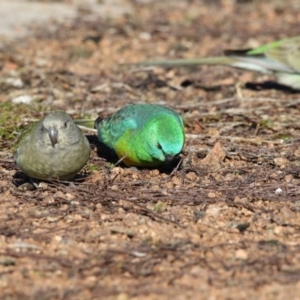 Psephotus haematonotus at Belconnen, ACT - 5 Jul 2018 10:45 AM