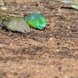 Psephotus haematonotus at Belconnen, ACT - 5 Jul 2018 10:45 AM