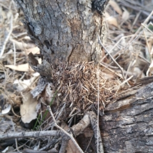 Papyrius nitidus at Hume, ACT - suppressed