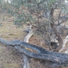 Papyrius nitidus at Hume, ACT - suppressed