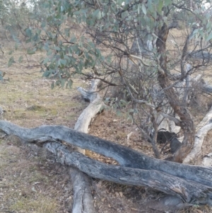 Papyrius nitidus at Hume, ACT - suppressed