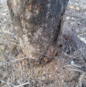 Papyrius nitidus at Hume, ACT - suppressed