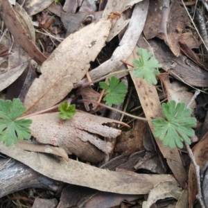 Geranium sp. at Jerrabomberra, ACT - 7 Jul 2018