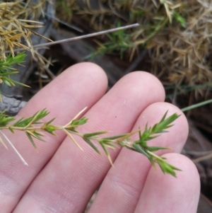 Stellaria pungens at Jerrabomberra, ACT - 7 Jul 2018 10:06 AM