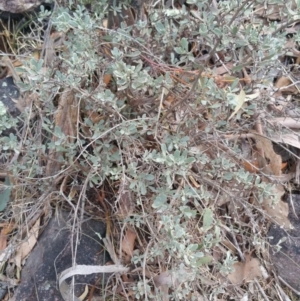 Hibbertia obtusifolia at Jerrabomberra, ACT - 7 Jul 2018 10:07 AM