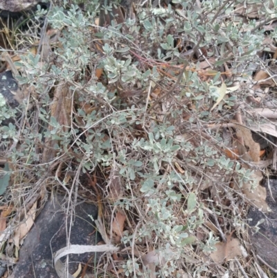 Hibbertia obtusifolia (Grey Guinea-flower) at Jerrabomberra, ACT - 7 Jul 2018 by nath_kay