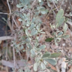 Hibbertia obtusifolia at Jerrabomberra, ACT - 7 Jul 2018 10:07 AM