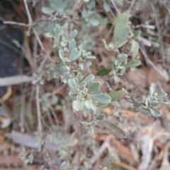 Hibbertia obtusifolia at Jerrabomberra, ACT - 7 Jul 2018 10:07 AM