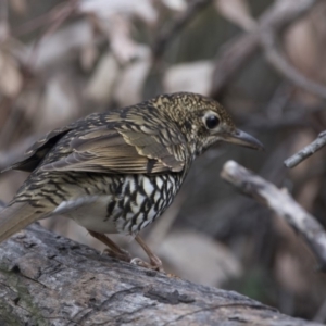 Zoothera lunulata at Acton, ACT - 3 Jul 2018