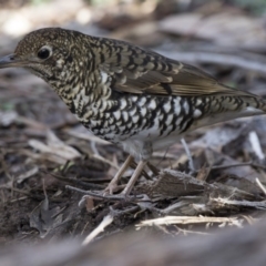 Zoothera lunulata at Acton, ACT - 3 Jul 2018