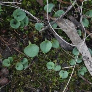 Cyrtostylis reniformis at suppressed - 20 Jun 2018