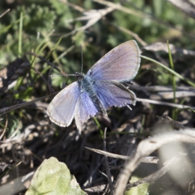 Zizina otis (Common Grass-Blue) at Hawker, ACT - 1 Jul 2018 by AlisonMilton