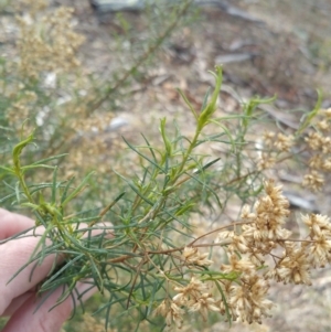 Cassinia quinquefaria at Jerrabomberra, ACT - 7 Jul 2018