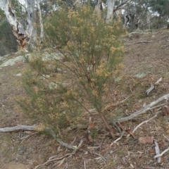 Cassinia quinquefaria at Jerrabomberra, ACT - 7 Jul 2018