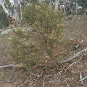 Cassinia quinquefaria at Jerrabomberra, ACT - 7 Jul 2018