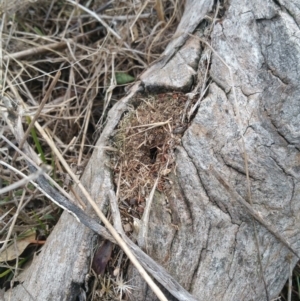 Papyrius nitidus at Hume, ACT - suppressed