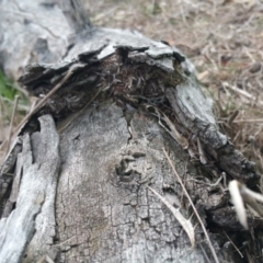 Papyrius nitidus at Hume, ACT - suppressed