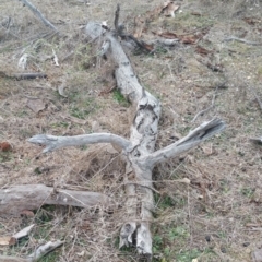 Papyrius nitidus at Hume, ACT - suppressed