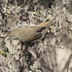 Acanthiza pusilla (Brown Thornbill) at The Pinnacle - 1 Jul 2018 by AlisonMilton