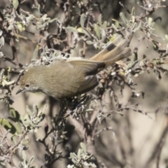 Acanthiza pusilla (Brown Thornbill) at Hawker, ACT - 1 Jul 2018 by AlisonMilton