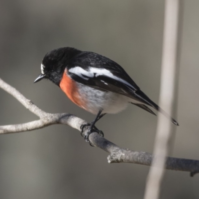 Petroica boodang (Scarlet Robin) at The Pinnacle - 1 Jul 2018 by Alison Milton