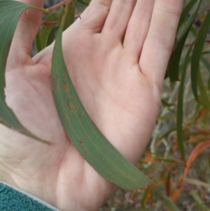 Acacia implexa at Jerrabomberra, ACT - 7 Jul 2018