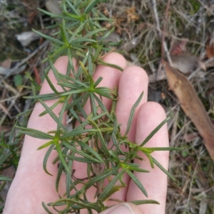 Xerochrysum viscosum at Jerrabomberra, ACT - 7 Jul 2018