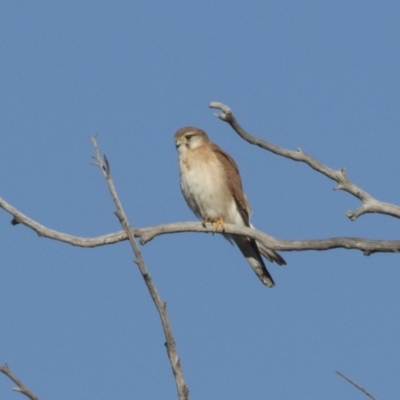 Falco cenchroides (Nankeen Kestrel) at Dunlop, ACT - 1 Jul 2018 by Alison Milton