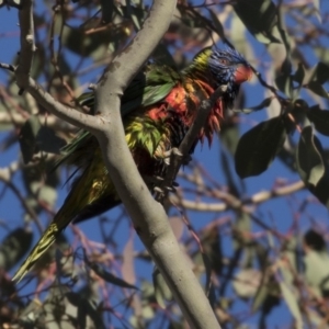 Trichoglossus moluccanus at Belconnen, ACT - 1 Jul 2018