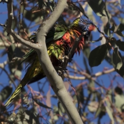 Trichoglossus moluccanus (Rainbow Lorikeet) at Belconnen, ACT - 1 Jul 2018 by AlisonMilton