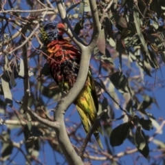 Trichoglossus moluccanus at Belconnen, ACT - 1 Jul 2018