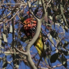 Trichoglossus moluccanus at Belconnen, ACT - 1 Jul 2018