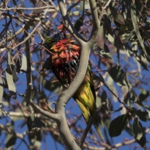 Trichoglossus moluccanus at Belconnen, ACT - 1 Jul 2018