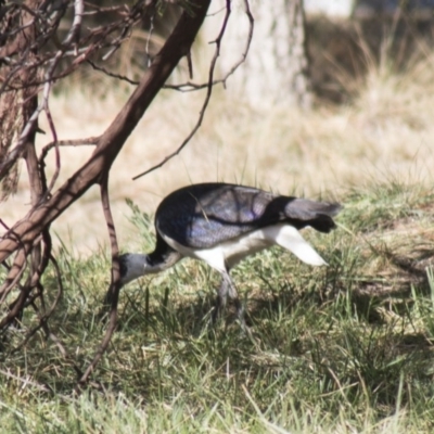 Threskiornis spinicollis (Straw-necked Ibis) at Molonglo Valley, ACT - 20 Jun 2018 by AlisonMilton