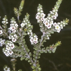 Baeckea imbricata (Coastal Baeckea, Heath Myrtle) at Undefined, JBT - 27 Nov 1996 by BettyDonWood