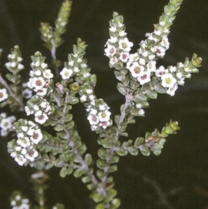 Baeckea imbricata at Undefined, JBT - 27 Nov 1996 12:00 AM