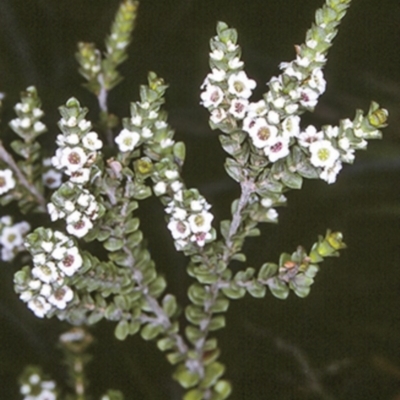 Baeckea imbricata (Coastal Baeckea, Heath Myrtle) at Undefined, JBT - 27 Nov 1996 by BettyDonWood