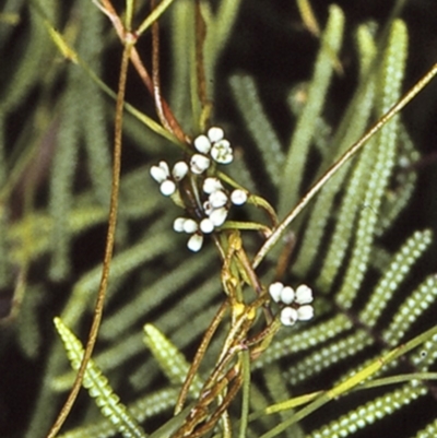 Cassytha glabella f. glabella (Slender Devil's Twine) at Booderee National Park1 - 17 Mar 1996 by BettyDonWood