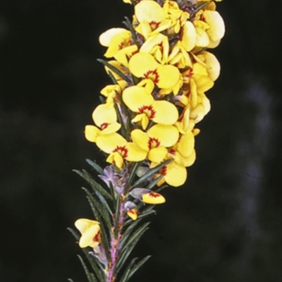 Dillwynia floribunda (Flowery Parrot-pea, Showy Parrot-pea) at Booderee National Park1 - 11 Aug 1996 by BettyDonWood