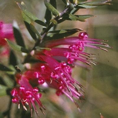 Styphelia tubiflora (Red Five-corners) at Jervis Bay, JBT - 26 Apr 1996 by BettyDonWood