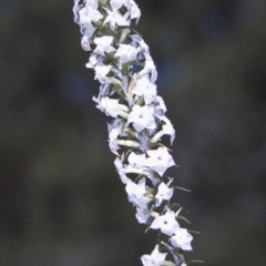 Woollsia pungens at Booderee National Park1 - 25 Apr 1996 by BettyDonWood