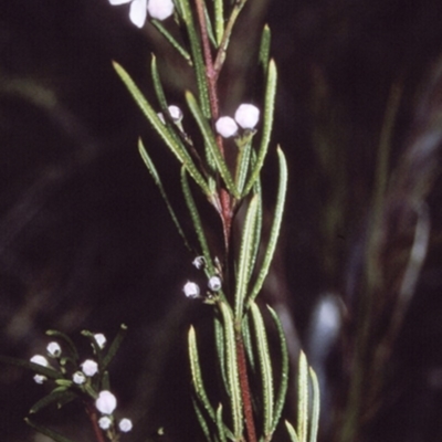 Zieria laevigata (Smooth Zieria, Smooth-leaved Zieria, Twiggy Midge Bush) at Booderee National Park1 - 9 Jul 1996 by BettyDonWood