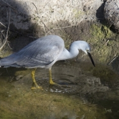 Egretta novaehollandiae (White-faced Heron) at National Zoo and Aquarium - 20 Jun 2018 by Alison Milton