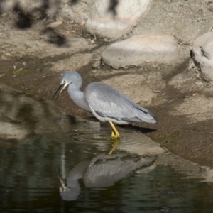 Egretta novaehollandiae at Molonglo Valley, ACT - 20 Jun 2018