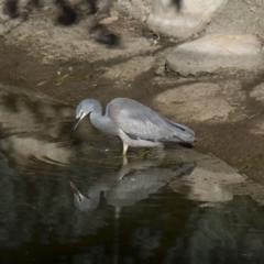 Egretta novaehollandiae at Molonglo Valley, ACT - 20 Jun 2018