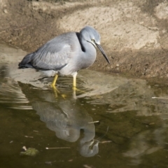 Egretta novaehollandiae at Molonglo Valley, ACT - 20 Jun 2018